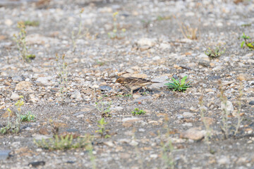 The Red-throated Pipit (Anthus cervinus) is a small migratory songbird with a distinctive red throat during breeding. Found in tundra habitats, it feeds on insects and seeds.