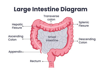 Large intestine diagram chart clipart. Human large intestine body organ drawing clip art with small intestine, appendix, stomach and rectum label for digestive system infographic chart vector 