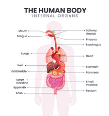Human body internal organs chart clipart. Human internal organs of digestive system drawing infographic clip art for science visual aid diagram design vector illustration. 
