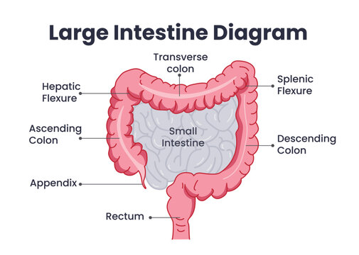 Large intestine diagram chart clipart. Human large intestine body organ drawing clip art with small intestine, appendix, stomach and rectum label for digestive system infographic chart vector 