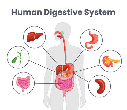 Human digestive system chart clipart. Digestive system drawing clip art infographic diagram of internal body organ for elementary and secondary science visual design vector illustration. 
