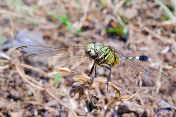 Macrophotography Green Dragonflies on dry twigs with dry soil background. Animal in Closeup shot of perches on a vine stem. Insects in the wild. Bugs relaxing on plants. Pest control. Animal Motion.