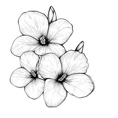 Fototapeta premium Detailed Floral Drawing Illustration In Black And White With Transparent Background