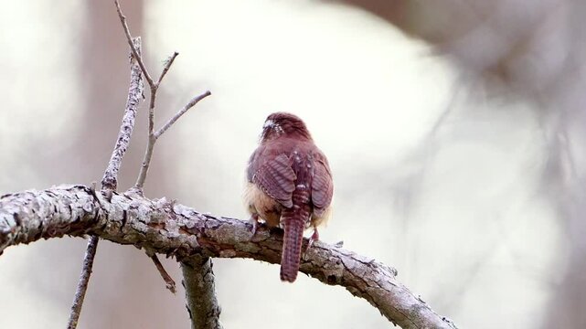 Witness a Carolina Wren calling to another in a winter forest, bathed in the soft, golden light of the late afternoon.