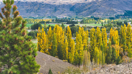 autumn scenery central otago new zealand green hills, yellow trees small rural town