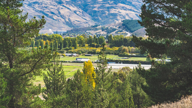 autumn scenery central otago new zealand green hills, yellow trees small rural town - Powered by Adobe