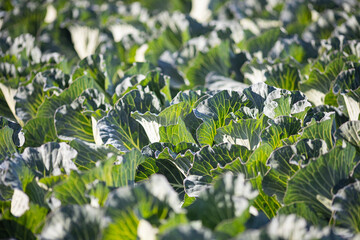 Obraz premium 畑で栽培されているキャベツ