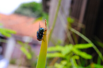 Macrophotography Blue Bottle Fly exploring aloe vera plant. Animal in Closeup shot perched on a...