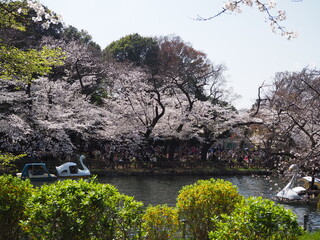 the beautiful cherry blossom in Inokashira onashi park in Japan
