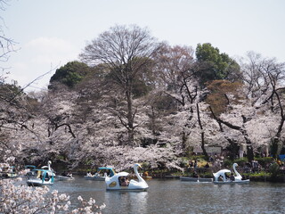 the beautiful cherry blossom in Inokashira onashi park in Japan