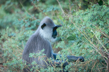 Wildlife in Yala National Park National Park, purple-faced langur or Semnopithecus vetulus side view showing long eye-brows in tree portrait picking and eating leaves