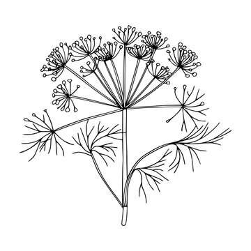 dill plant black and white drawing clip art preview