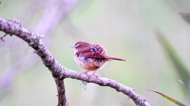 Watch this adorable Carolina Wren, its feathers fluffed up for warmth, as it sits on a branch observing its surroundings. Gentle wind blows across its plumage
