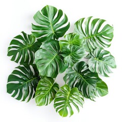 Lush Green Monstera Leaves Arranged on White Background Tropical Botanical Decor