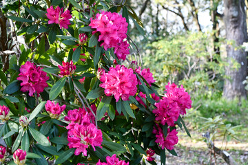 セイヨウシャクナゲ「太陽」