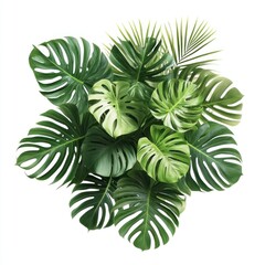 Lush Green Tropical Monstera Leaves Palm Fronds Arrangement White Background