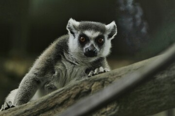 portrait of a lemur's behavior