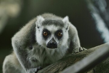 Fototapeta premium portrait of a lemur's behavior