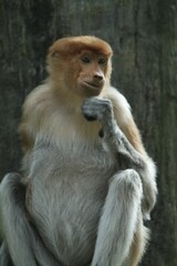 portrait of a nasalis larvatus