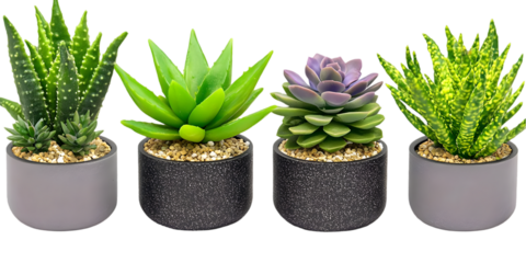 Isolated Group Of Succulents In Pots With Green And Purple Foliage