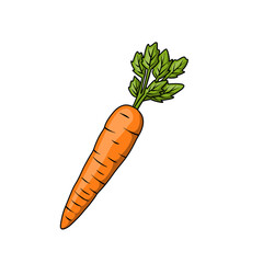 Fresh orange carrots with leaves