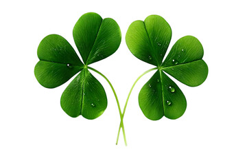 Isolated Photo of Two Green Clover Leaves with Water Droplets on Black Background