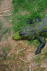 Obraz premium Alligator Sitting in the Grass – Stealthy Predator in Natural Habitat