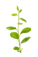 young green plant isolated on white background.
