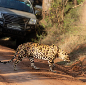 Sri Lankan leopard or Panthera pardus kotiya crossing red dirt road in safari park
