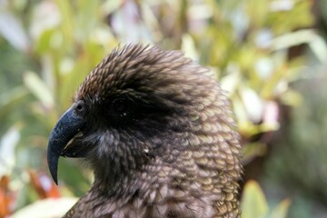 Close-Up of a Kea’s Head – Intelligent Alpine Parrot of New Zealand