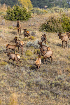 Bull elk monitors his harem of cows and young.