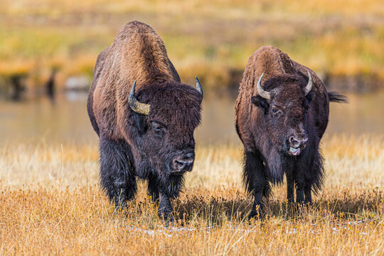 A fight is brewing between these two bison, in Yellowstone National Park.