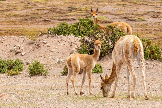 Bolivia, portrait of Vicuna family, a relation of the llama, protected by law throughout Bolivia.