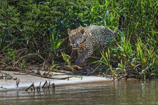 Jaguar along the river banks of Cuiaba River, Pantanal, Brazil.