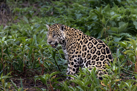 Jaguar along the river banks of Cuiaba River, Pantanal, Brazil.