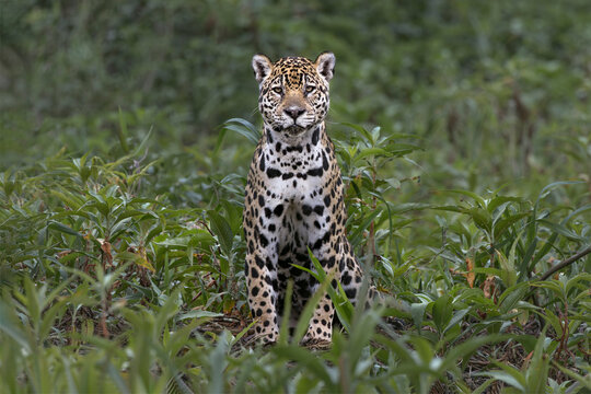 Jaguar along the river banks of Cuiaba River, Pantanal, Brazil.