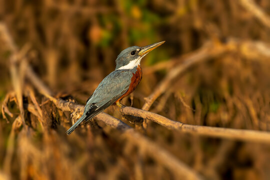 Ringed kingfisher, perched along Cuiaba River, Mato Grosso, Pantanal, Brazil, South America