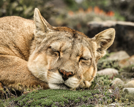 Torres del Paine puma sleeping, Chile