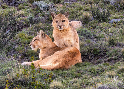Torres del Paine pumas, Chile