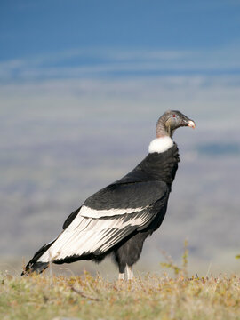 Andean condor female in Patagonia. South America, Chile, Magallanes.