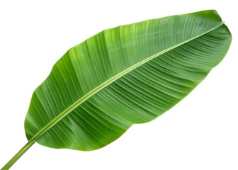 Obraz premium green banana leaf isolated on transparent background generative ai 