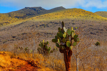 Landscape shot taken at the highest elevation of Isabela Island above Darwin Lake and Tagus Cove.