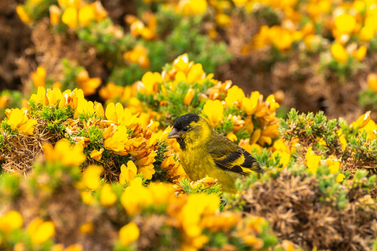 Falkland Islands, West Point Island. Black-chinned siskin bird among flowers.