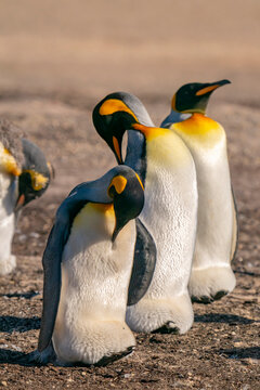 Falkland Islands, Saunders Island. Close-up of king penguins.