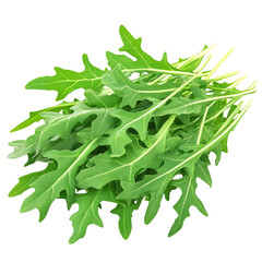 Fresh Arugula Bunch On Transparent or White. Healthy, Raw, Vegan Diet. Perfect For Salads And Garnishing Dishes. 
