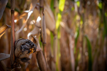 Selective focus on corn smut growing on an ear of maize in the fall