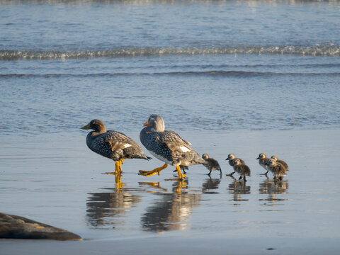 Falkland steamer duck chicks, an endemic duck living on the coasts of the Falkland Islands.