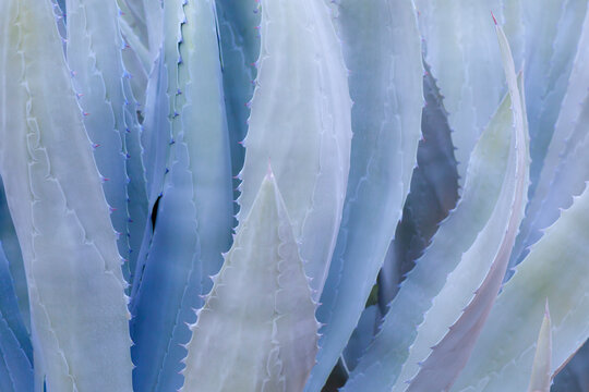Mexico, Tecate, Rancho La Puerta. Close-up of agave leaves.