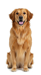 Fototapeta premium Isolated portrait of a golden retriever sitting and looking at the camera on a white background, clean studio lighting, perfect for pet product ads