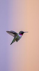 Fototapeta premium Single hummingbird in flight against a soft pastel background, wings blurred in motion, minimalist composition with copy space